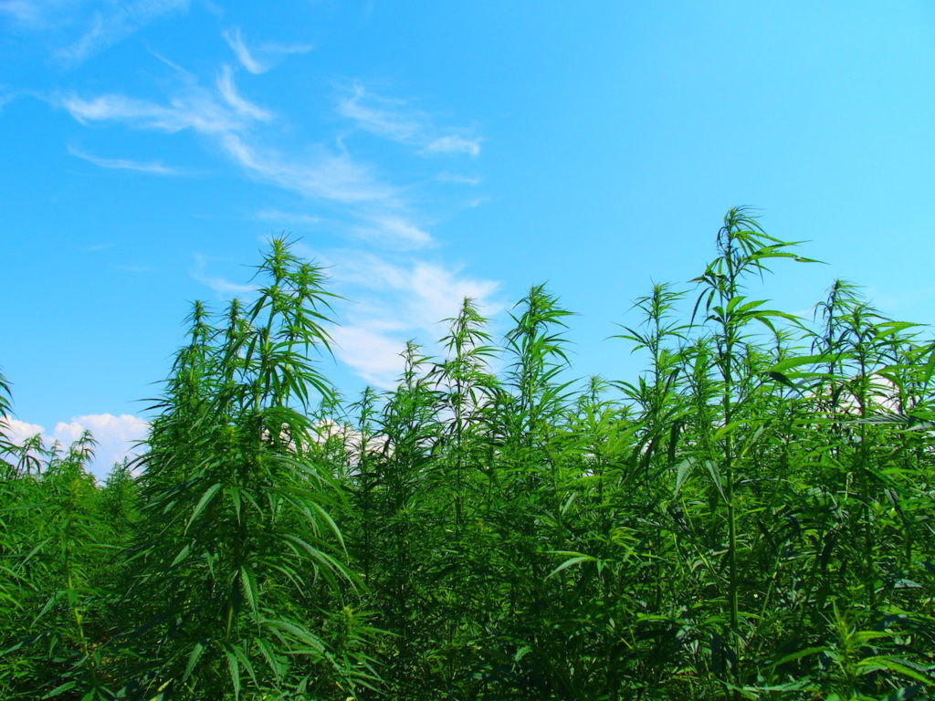 Champ de chanvre expérimentale FNPC