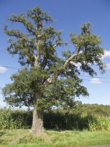 chene-liege-st-jean-de-la-motte